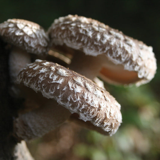 Superfood Mushrooms